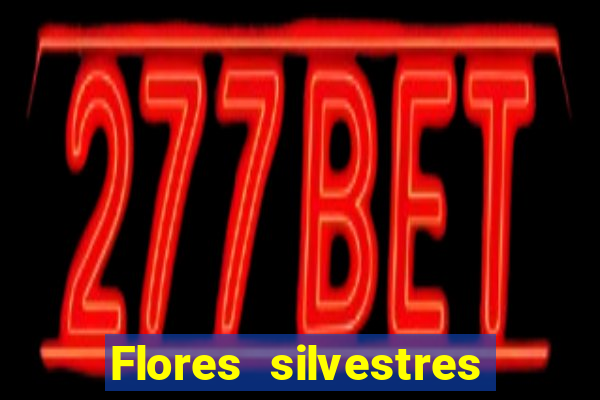 Flores silvestres brasileiras 25